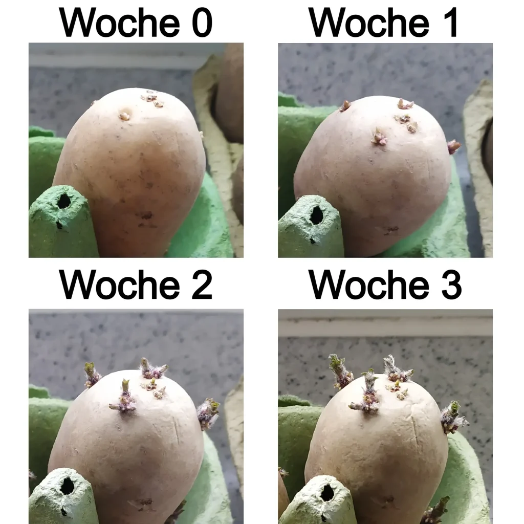 Die Entwicklung der Keimtriebe von Woche 0 bis Woche 4. Das Bild besteht aus 4 Bildern, welche alle ein Entwicklungsstadium der Keimtriebe zeigen.