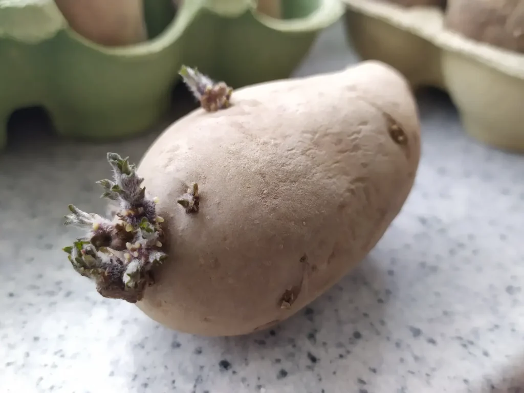 Eine vorgekeimte Kartoffeln, welche 4 Wochen auf der Fensterbank gelegen hat. Zu sehen ist ein großer Keim an der linken Seite.