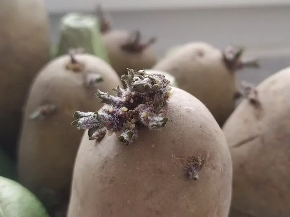 Eine voll ausgetrieben Kartoffeln mit einem dicken Keimansatz