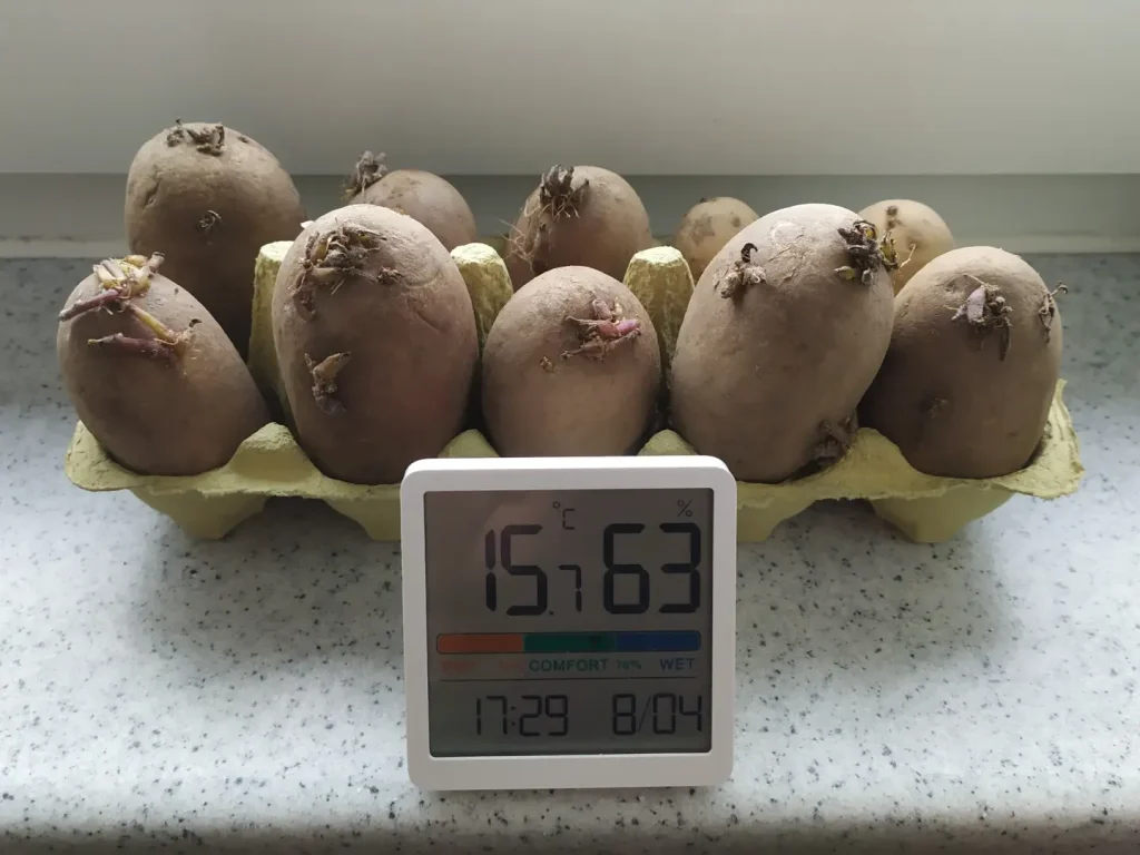 Ein Eierschalenkarton auf der Fensterbank mit 10 Kartoffeln, welche vorgekeimt werden. Auf dem Bild ist ein Hygrometer zu sehen, welches 15,7 Celsius anzeigt bei einer Luftfeuchtigkeit von 63%