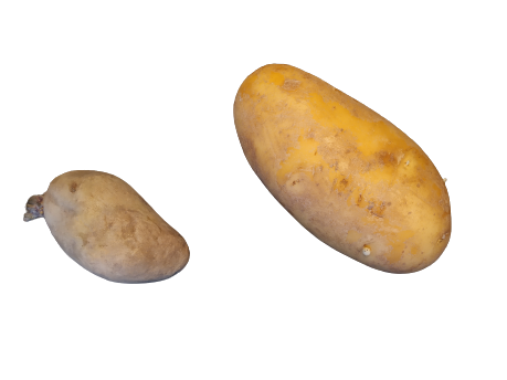 Eine Speisekartoffeln im Vergleich zu einer vorgekeimten Pflanzkartoffeln.