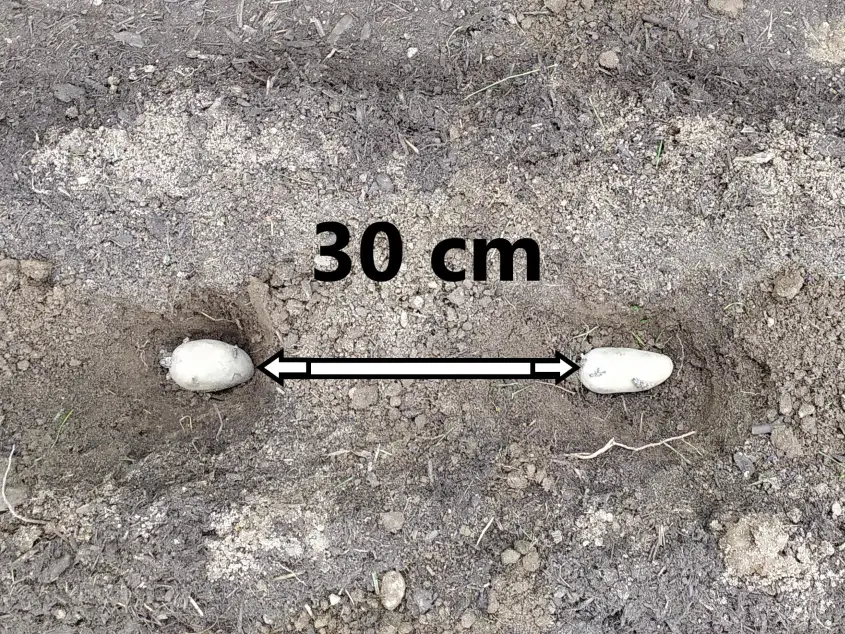 Zwei gesetzte Kartoffeln mit einem Pflanzabstand von 30 cm