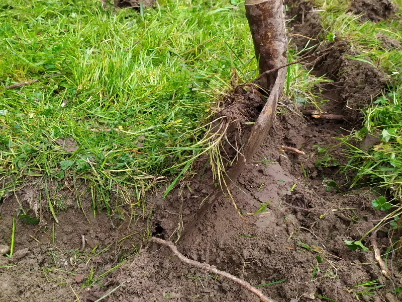 Ein Stück Rasen, welches mit einem Spaten aus dem Boden ausgestochen wird.